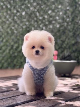 ERKEK POMERANİAN BOO