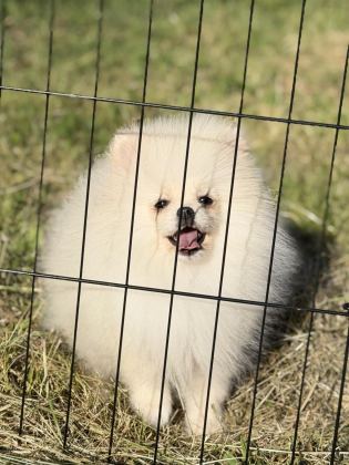 KARBEYAZ ERKEK POMERANİAN BOO