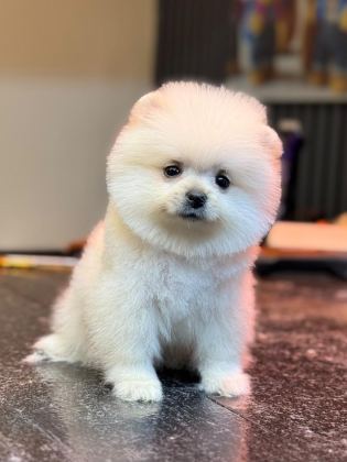 KARBEYAZ DİŞİ POMERANİAN BOO