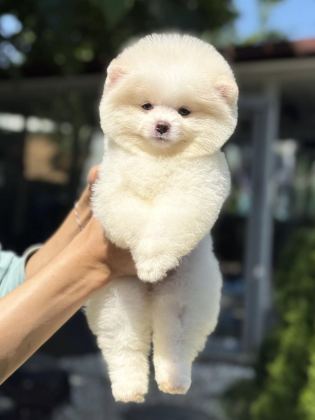 DİŞİ AYICIK POMERANİAN BOO
