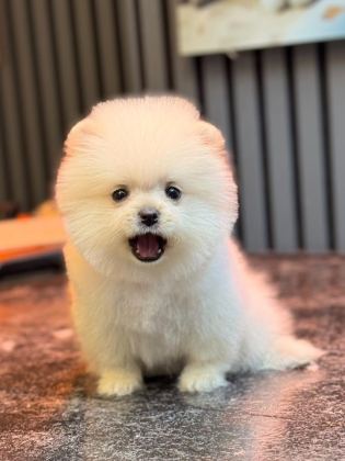 KARBEYAZ DİŞİ POMERANİAN BOO