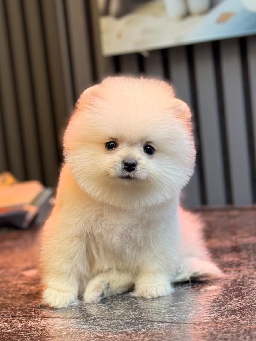KARBEYAZ DİŞİ POMERANİAN BOO