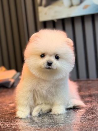 KARBEYAZ DİŞİ POMERANİAN BOO