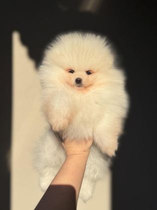 AYI SURAT ERKEK POMERANİAN BOO