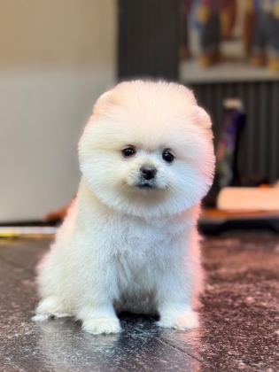 KARBEYAZ DİŞİ POMERANİAN BOO