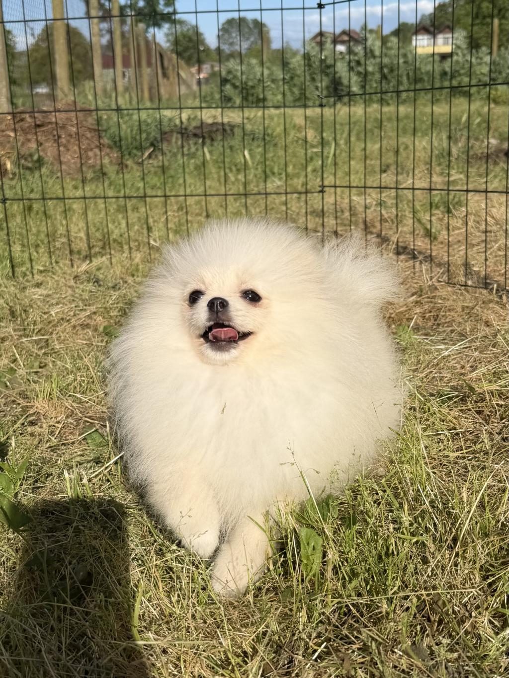 KARBEYAZ ERKEK POMERANİAN BOO