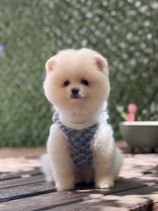 ERKEK POMERANİAN BOO