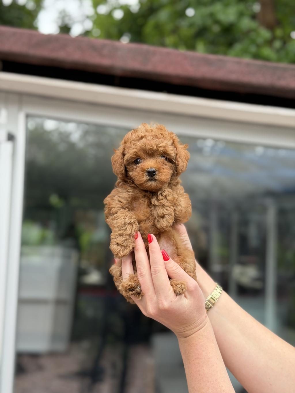 KORE RED TOY POODLE