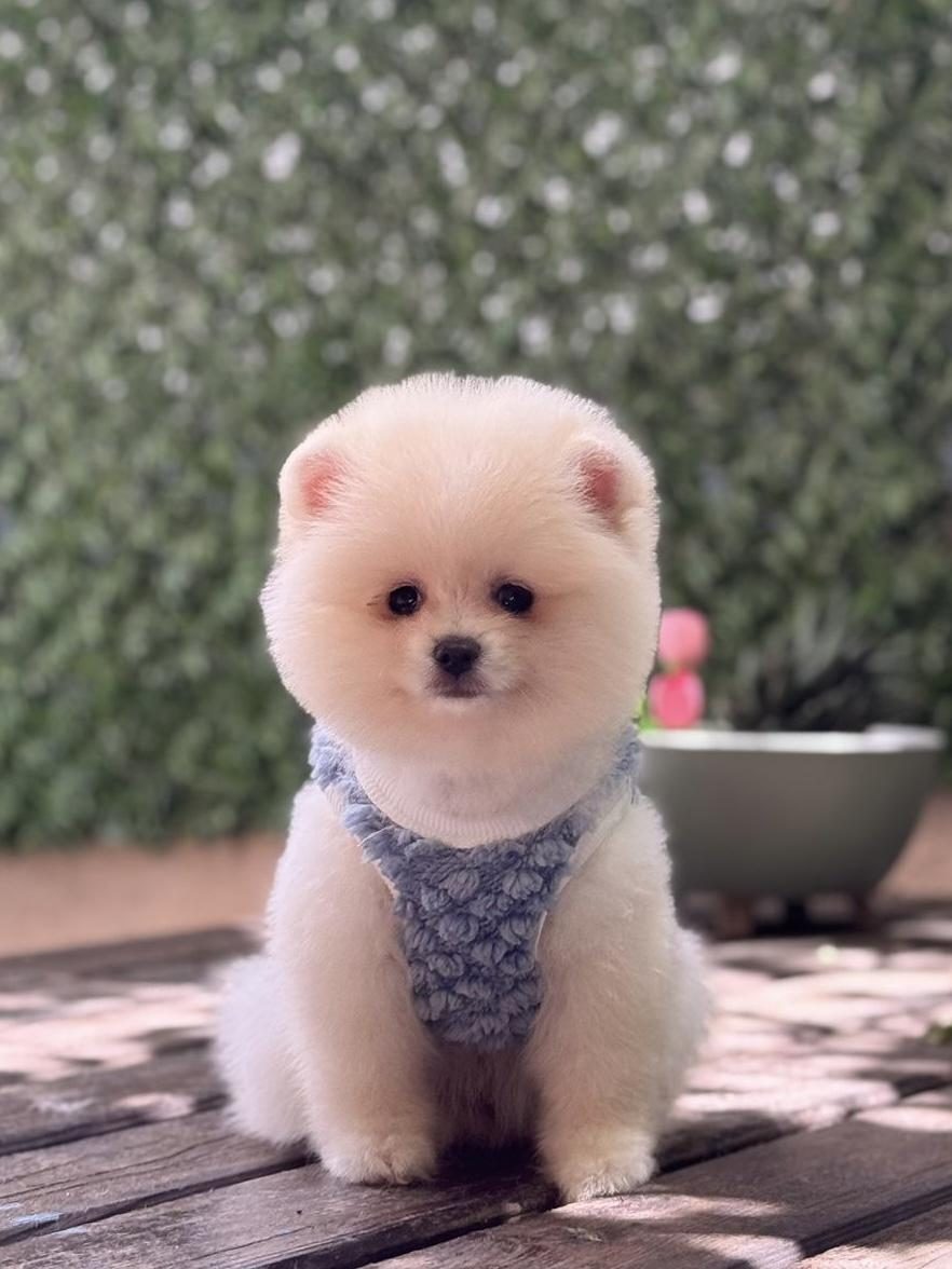 ERKEK POMERANİAN BOO