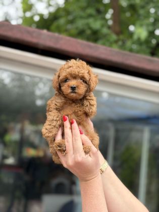 KORE RED TOY POODLE