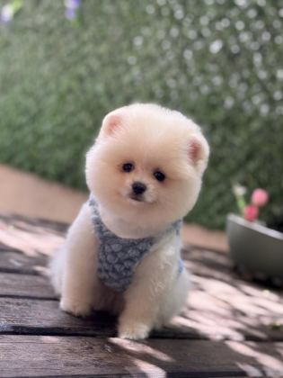 ERKEK POMERANİAN BOO