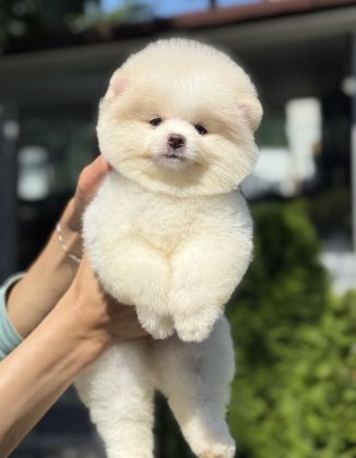 DİŞİ AYICIK POMERANİAN BOO