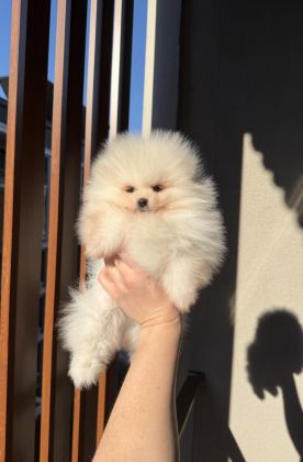 AYI SURAT ERKEK POMERANİAN BOO