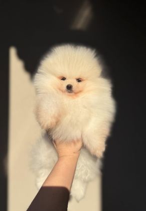 AYI SURAT ERKEK POMERANİAN BOO