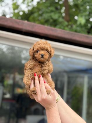 KORE RED TOY POODLE