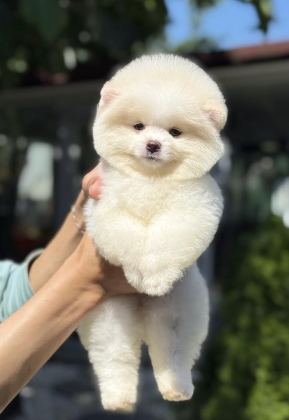 DİŞİ AYICIK POMERANİAN BOO