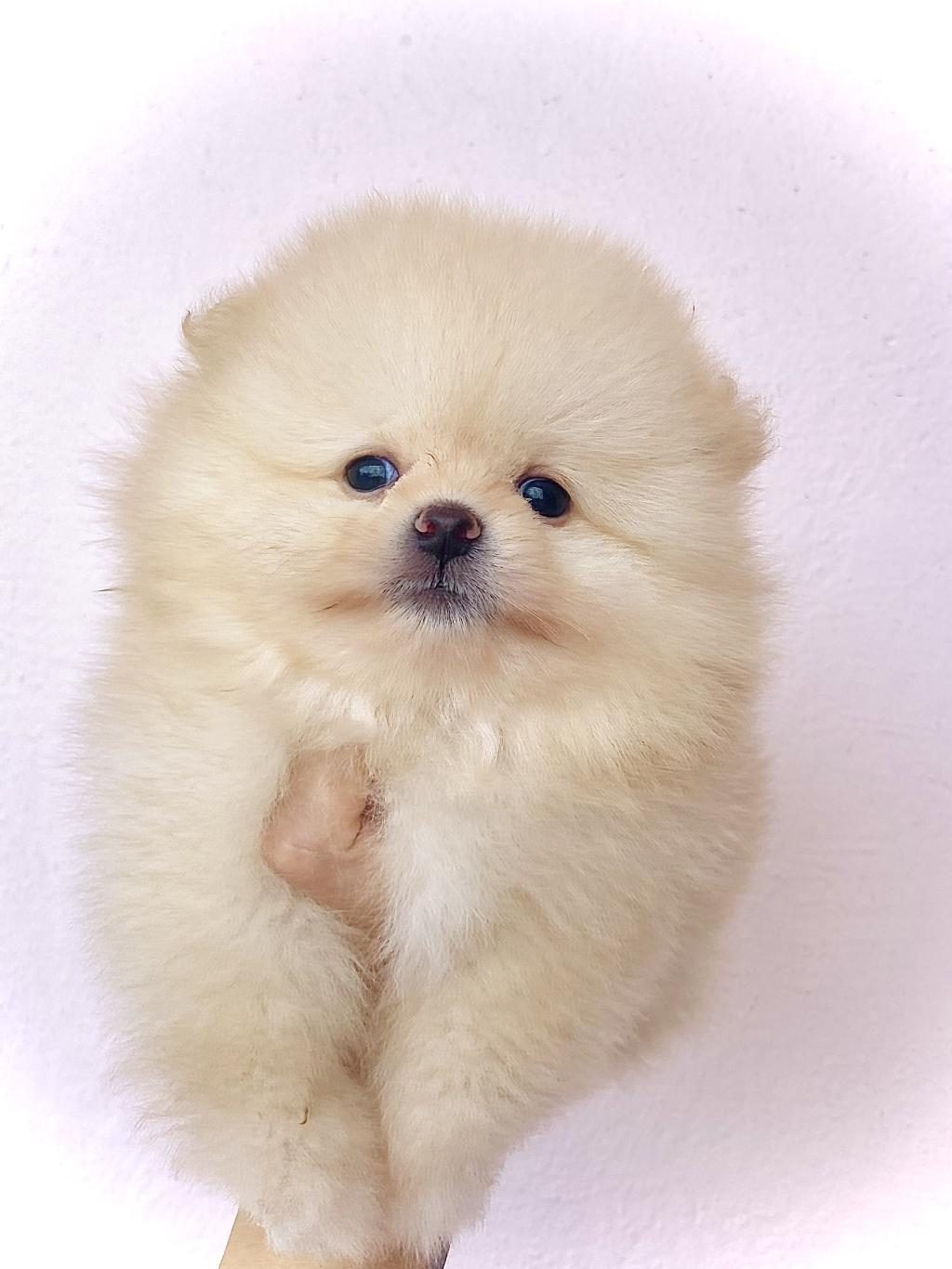 POMERANİAN AYI SURAT BEBEKLER