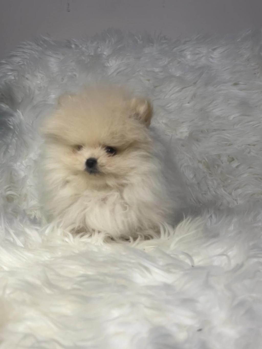 SAFKAN AYI SURAT POMERANİAN BOO BEBEKLER