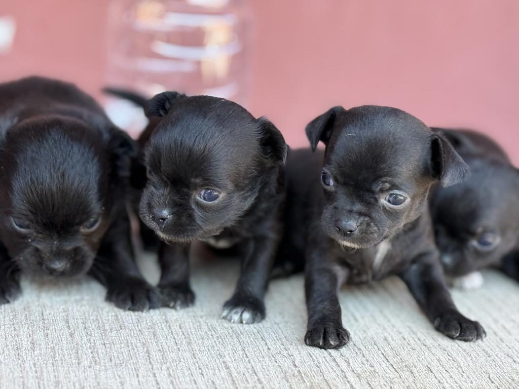 XXS TEACUP CHİHUAHUA BEBEKLER