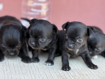 XXS TEACUP CHİHUAHUA BEBEKLER
