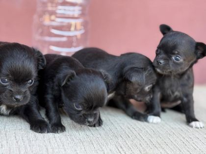 XXS TEACUP CHİHUAHUA BEBEKLER