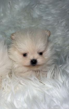 SAFKAN AYI SURAT POMERANİAN BOO BEBEKLER