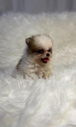 SAFKAN AYI SURAT POMERANİAN BOO BEBEKLER