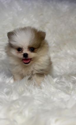 SAFKAN AYI SURAT POMERANİAN BOO BEBEKLER