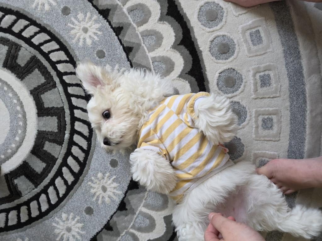 3 AYLIK DİŞİ KÖPEĞİMİZ