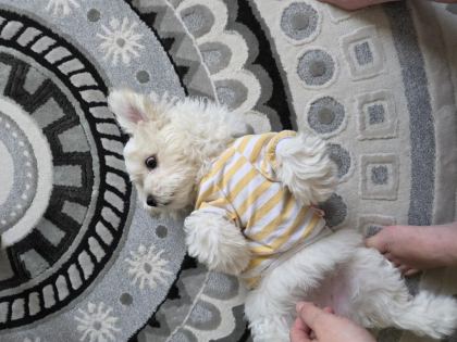 3 AYLIK DİŞİ KÖPEĞİMİZ