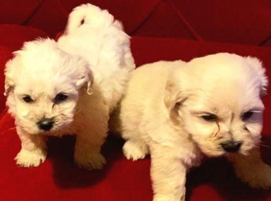 TOPAÇ GİBİ MALTİPOO BEBEKLERİMİZ
