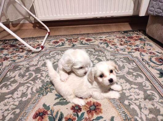 XS MALTESE BEBEKLER