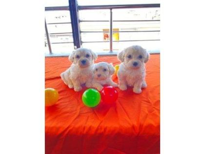 MİNNAK MALTİPOO PATİLERİMİZ