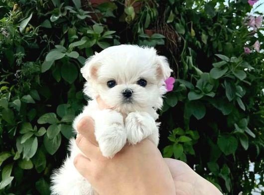 MİNİ BOY MALTESE YAVRULARIMIZ