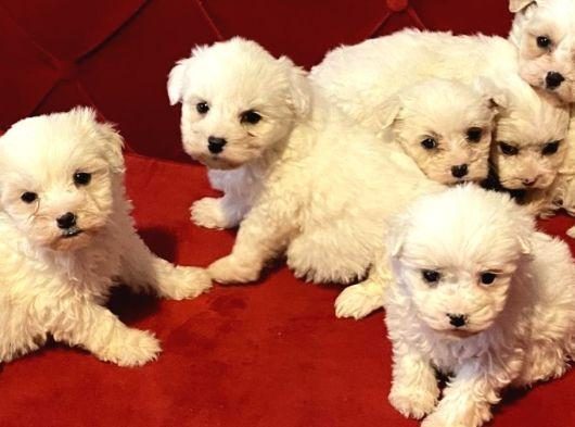 KAR BEYAZI MALTESE BEBEKLERİMİZ