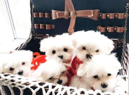 MİNİ BOY MALTESE YAVRULARIMIZ