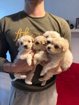 EV DOĞUMU MALTİPOO YAVRULARIMIZ