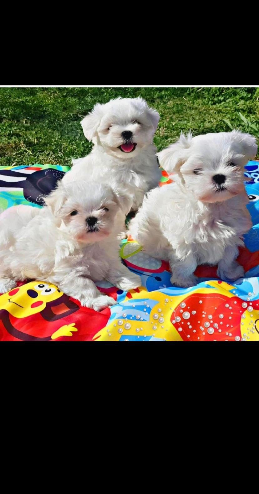 KAR BEYAZI MALTESE BEBEKLERİMİZ
