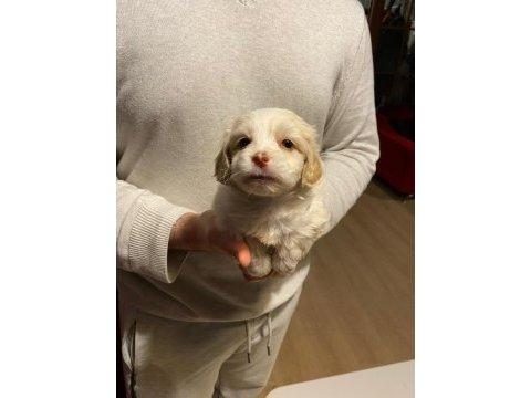MİNİK MALTİPOO BEBEĞİM