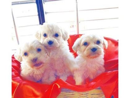 MİNNAK MALTİPOO PATİLERİMİZ