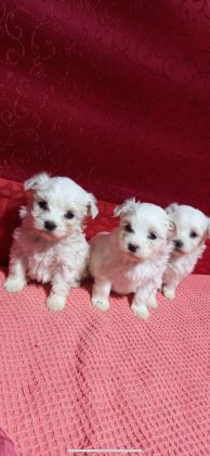 EV DOĞUMU MALTESE BEBEKLER