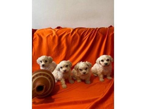 MİNNAK MALTİPOO PATİLERİMİZ