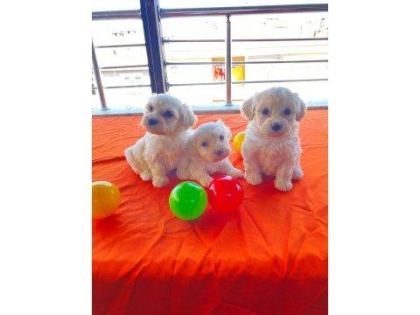 MİNNAK MALTİPOO PATİLERİMİZ