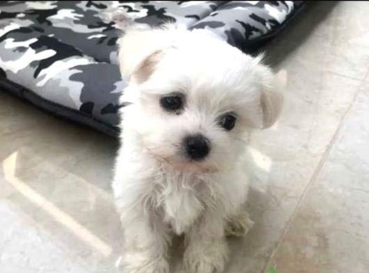EV DOĞUMU MALTESE BEBEKLER