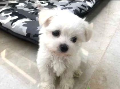 EV DOĞUMU MALTESE BEBEKLER