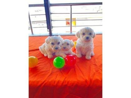 MİNNAK MALTİPOO PATİLERİMİZ