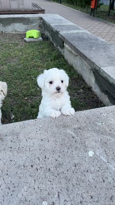 SAFKAN MALTESE TERRİER YAVRULARIMIZ HAZIR