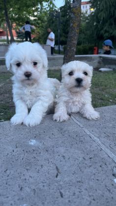 SAFKAN MALTESE TERRİER YAVRULARIMIZ HAZIR