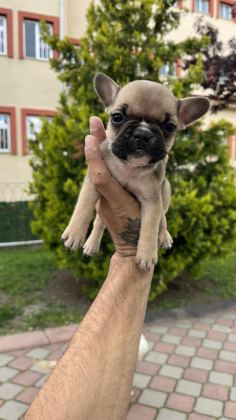 ÖZEL RENK FRENCH BULLDOG YAVRULARI
