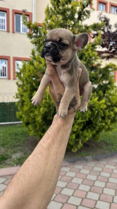 ÖZEL RENK FRENCH BULLDOG YAVRULARI